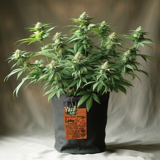 Grow Bucket Living Soil organic